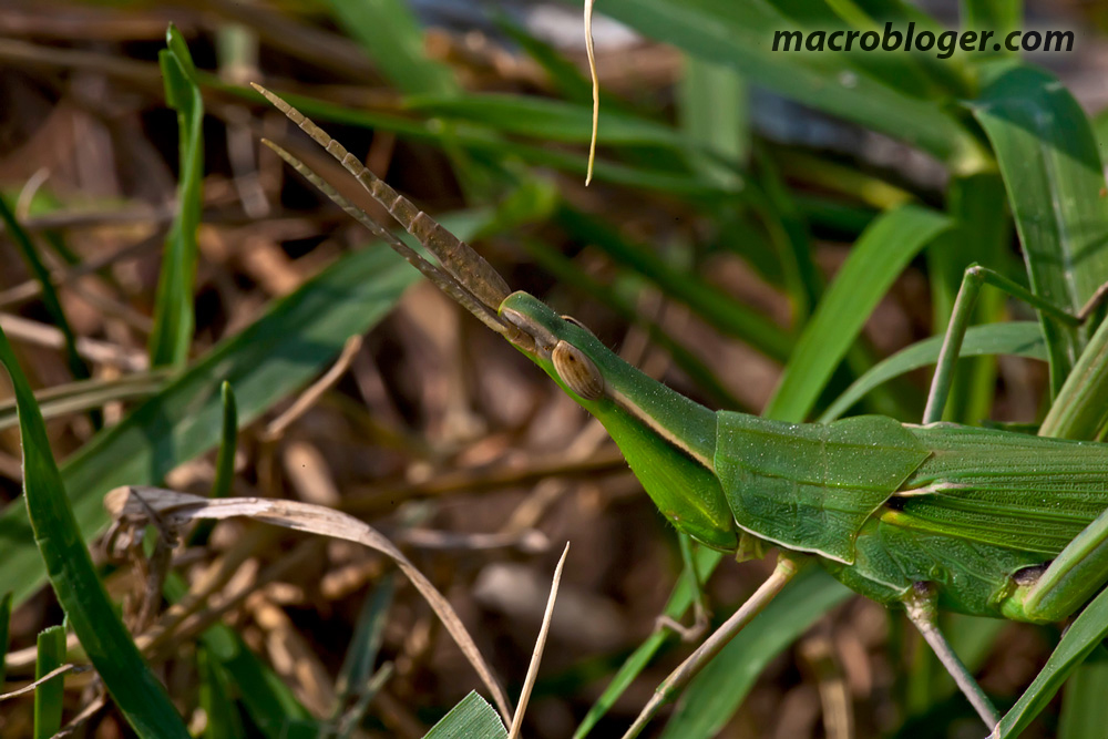 Акрида (Acrida bicolor)